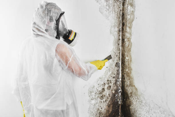 Best Affordable Mold Removal  in Monroe Manor, NJ