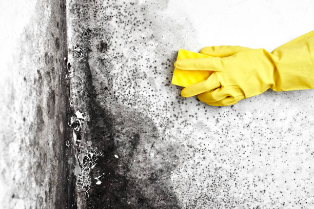 Best Professional Mold Removal  in Monroe Manor, NJ