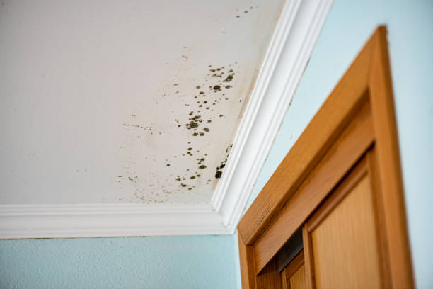 Best Certified Mold Removal  in Monroe Manor, NJ