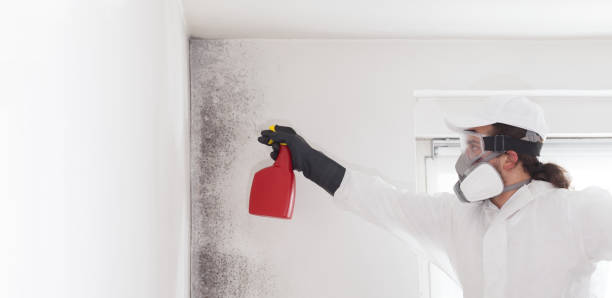 Best Fast Mold Removal  in Monroe Manor, NJ