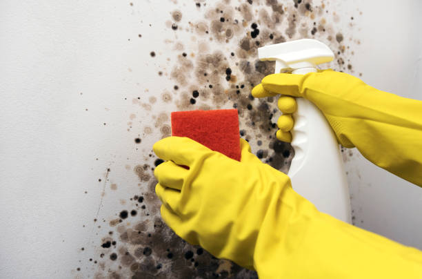 Best Crawl Space Mold Removal  in Monroe Manor, NJ