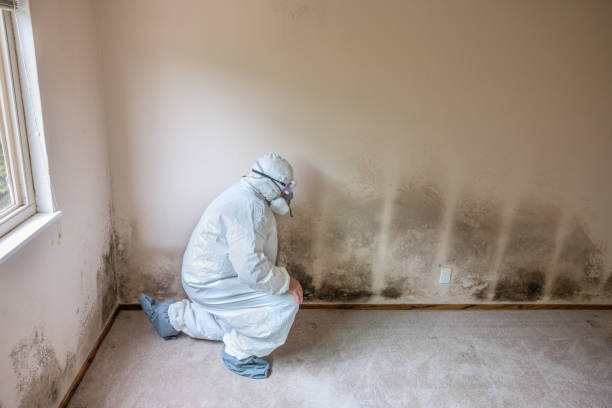 Best Mold Damage Repair  in Monroe Manor, NJ