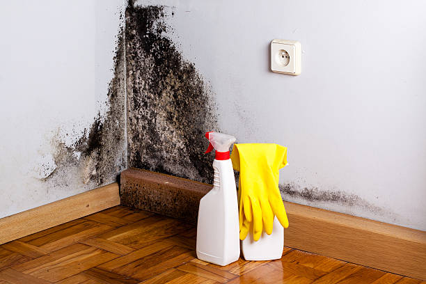 Best Certified Mold Removal  in Monroe Manor, NJ