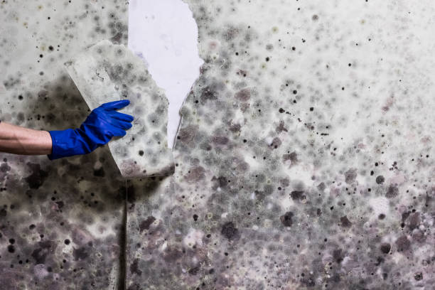Best Mold Removal Near Me  in Monroe Manor, NJ