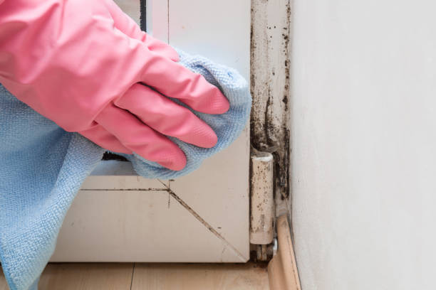Best Professional Mold Removal  in Monroe Manor, NJ