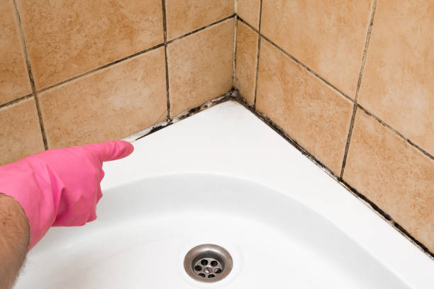 Best Best Mold Removal Companies  in Monroe Manor, NJ
